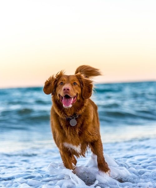 Let’s Play! Fun Games and Activities to Enjoy with Your Dog